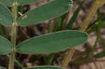 Spiked hoarypea